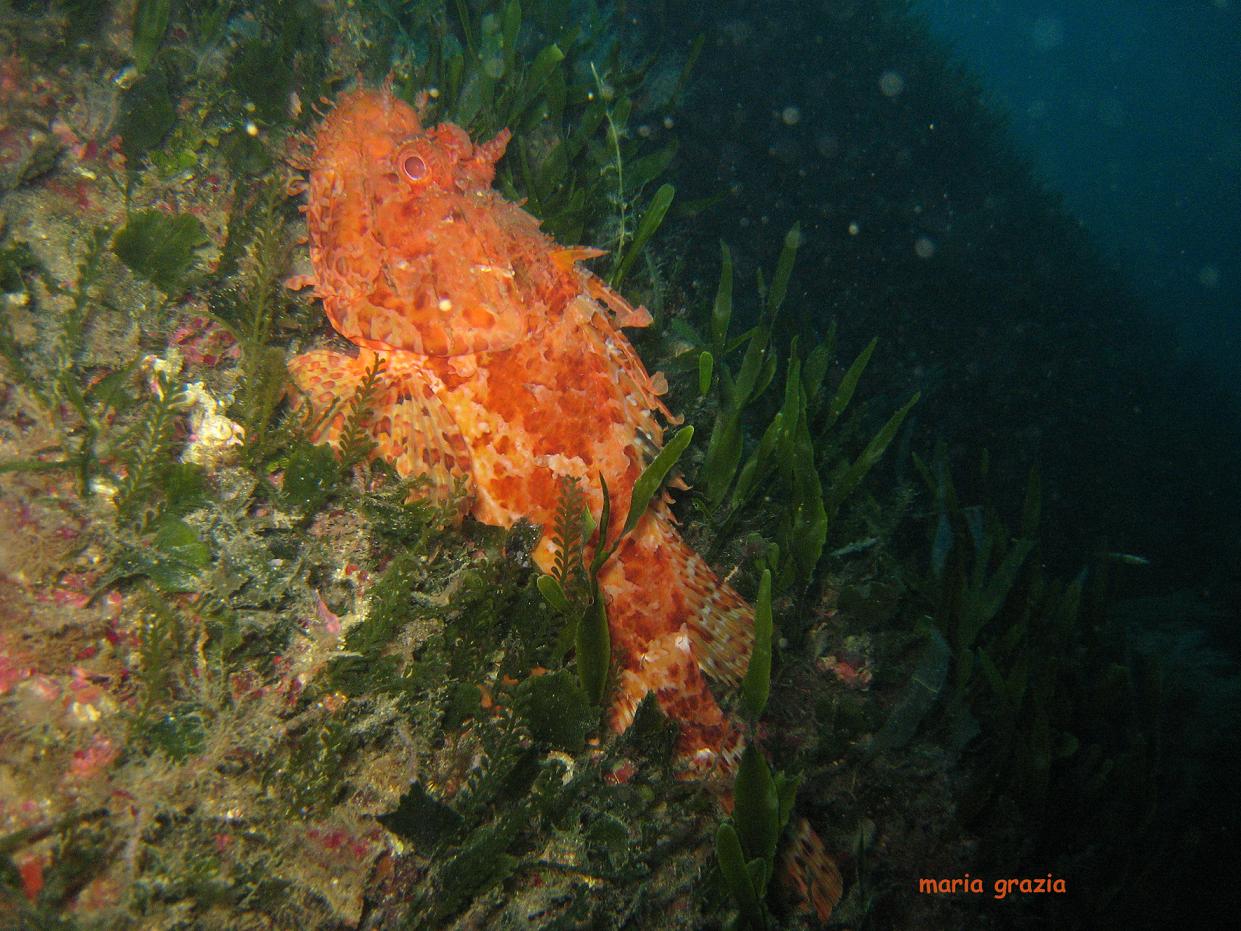 Caulerpa taxifolia